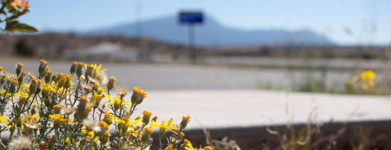 Vibrant wildflowers flourish beside the highway, showcasing the area's natural beauty in a colorful display.