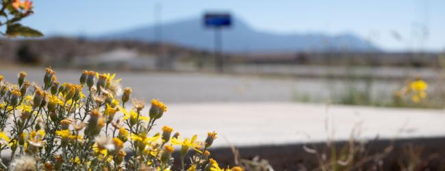 Vibrant wildflowers flourish beside the highway, showcasing the area's natural beauty in a colorful display.